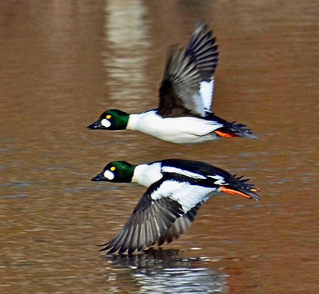 Common GoldenEye by AcrylicArtist is licensed under CC BY 2.0